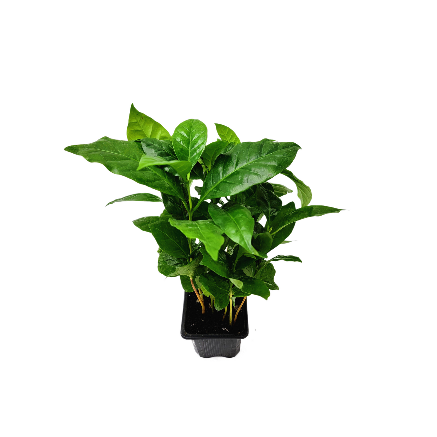 10-PK of Coffee Plant - Coffea Arabica Live Plant in 3-inch Pot, Grow Your Own Coffee Beans Indoor as a Houseplant (10 Count)