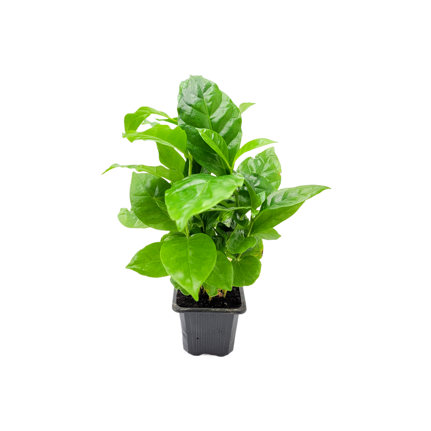 10-PK of Coffee Plant - Coffea Arabica Live Plant in 3-inch Pot, Grow Your Own Coffee Beans Indoor as a Houseplant (10 Count)