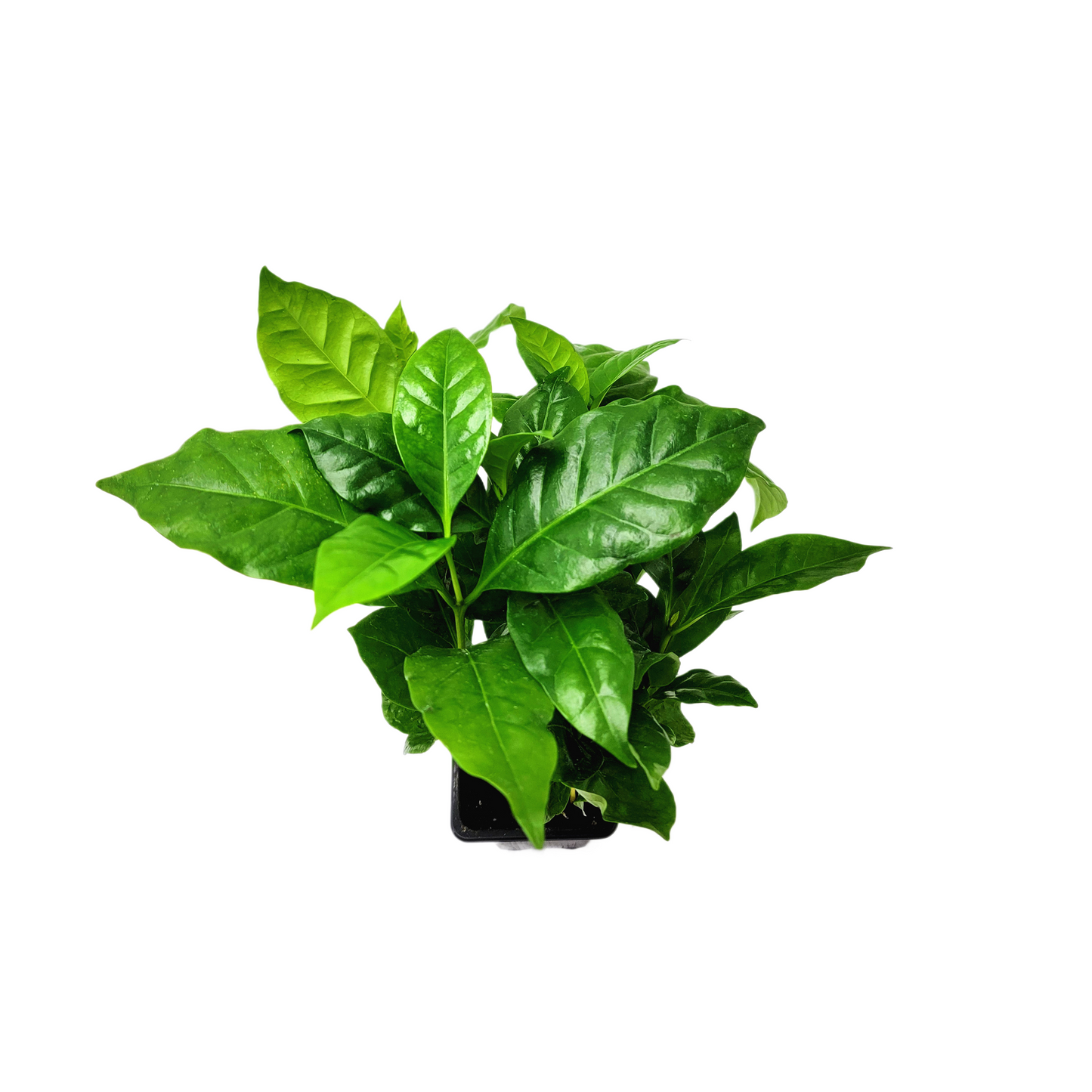 10-PK of Coffee Plant - Coffea Arabica Live Plant in 3-inch Pot, Grow Your Own Coffee Beans Indoor as a Houseplant (10 Count)