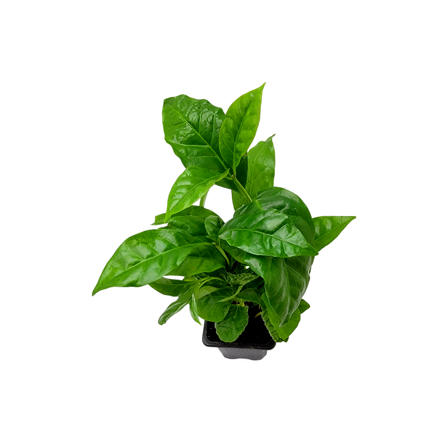 10-PK of Coffee Plant - Coffea Arabica Live Plant in 3-inch Pot, Grow Your Own Coffee Beans Indoor as a Houseplant (10 Count)