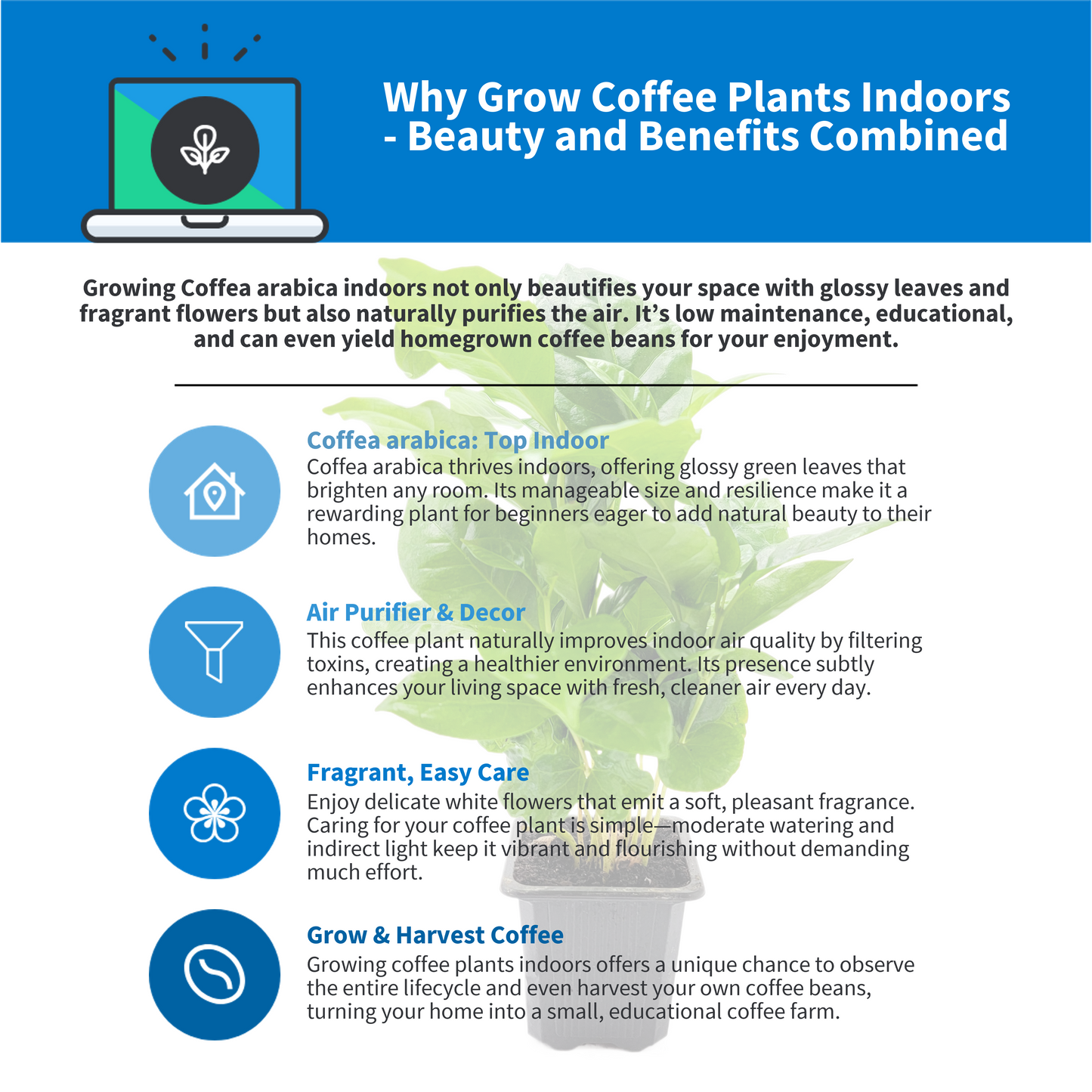 10-PK of Coffee Plant - Coffea Arabica Live Plant in 3-inch Pot, Grow Your Own Coffee Beans Indoor as a Houseplant (10 Count)