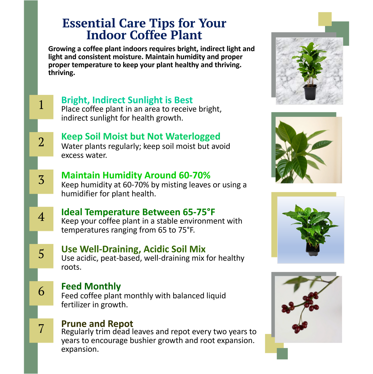 10-PK of Coffee Plant - Coffea Arabica Live Plant in 3-inch Pot, Grow Your Own Coffee Beans Indoor as a Houseplant (10 Count)