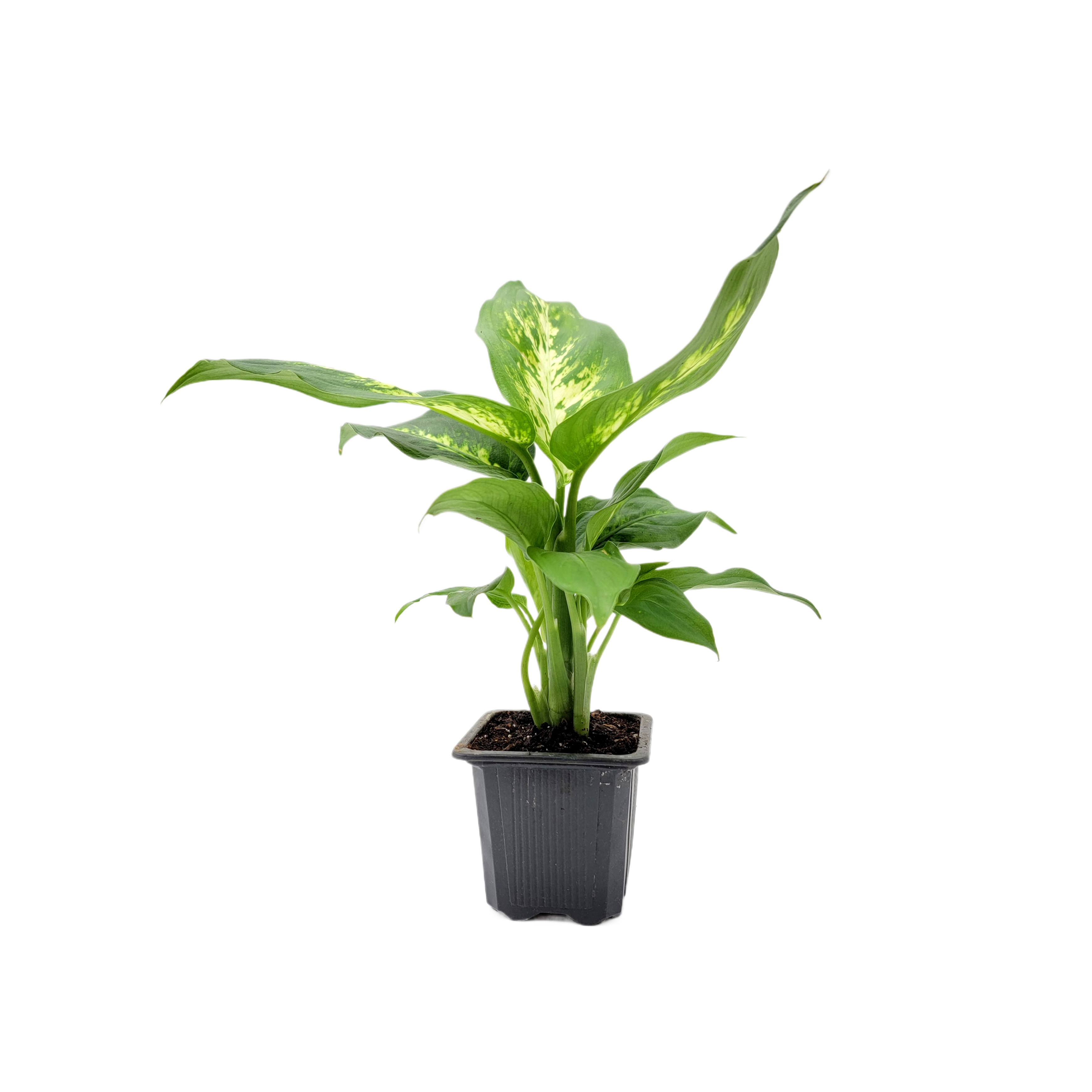 dieffenbachia plant houseplant Dieffenbachia Dumb Cane