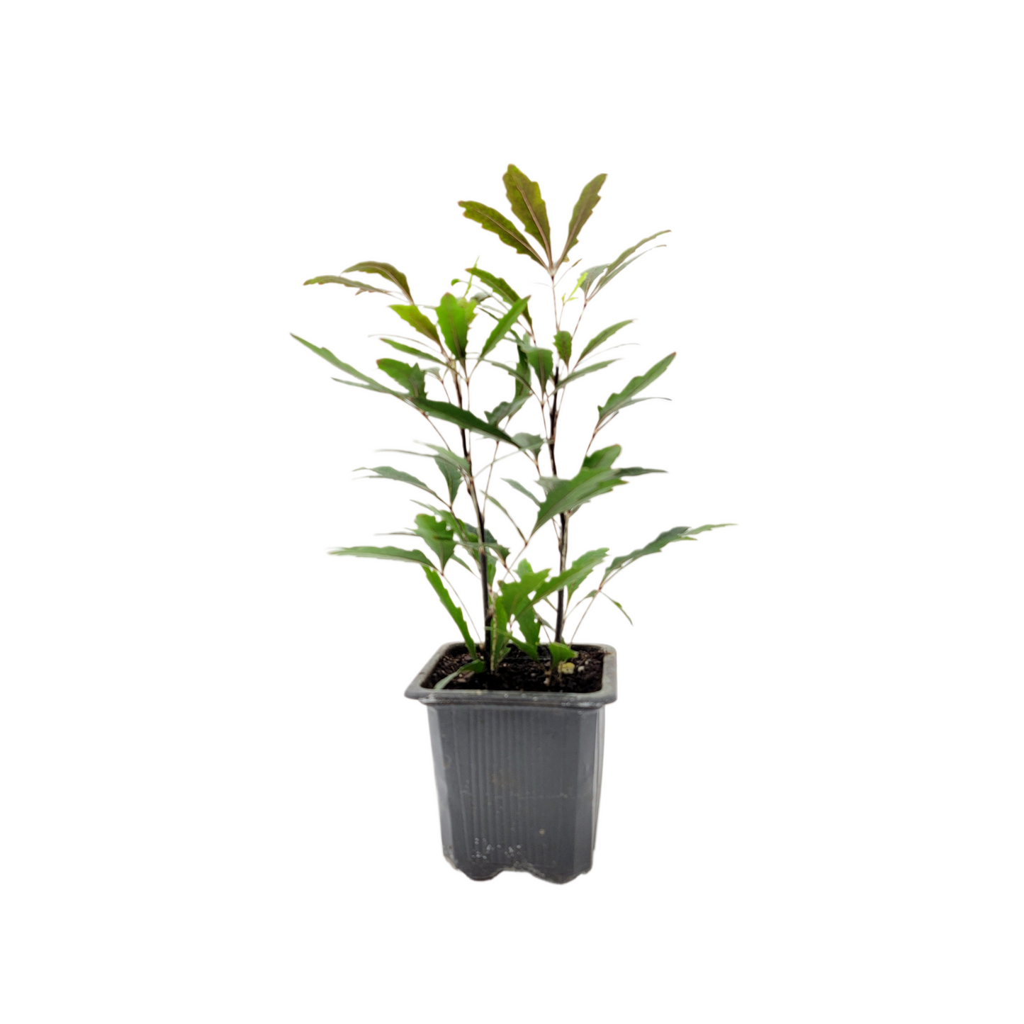 2-PK of False Aralia - Schefflera Elegantissima Live Plant in 3-inch Pot, Elegant Finger Leaf Tropical Houseplant (2 Count)