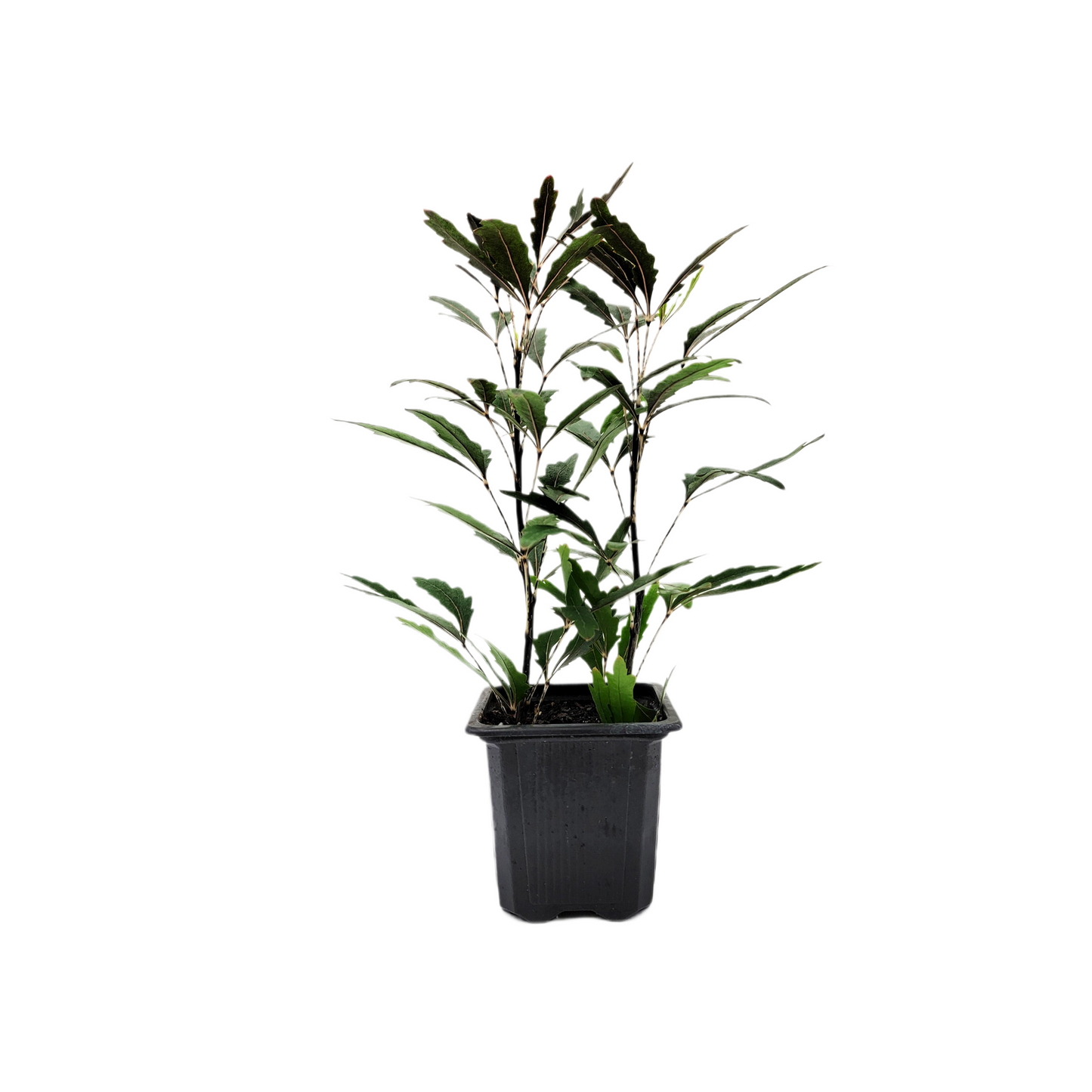 2-PK of False Aralia - Schefflera Elegantissima Live Plant in 3-inch Pot, Elegant Finger Leaf Tropical Houseplant (2 Count)