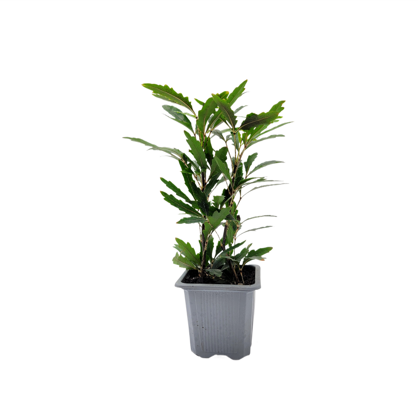 2-PK of False Aralia - Schefflera Elegantissima Live Plant in 3-inch Pot, Elegant Finger Leaf Tropical Houseplant (2 Count)