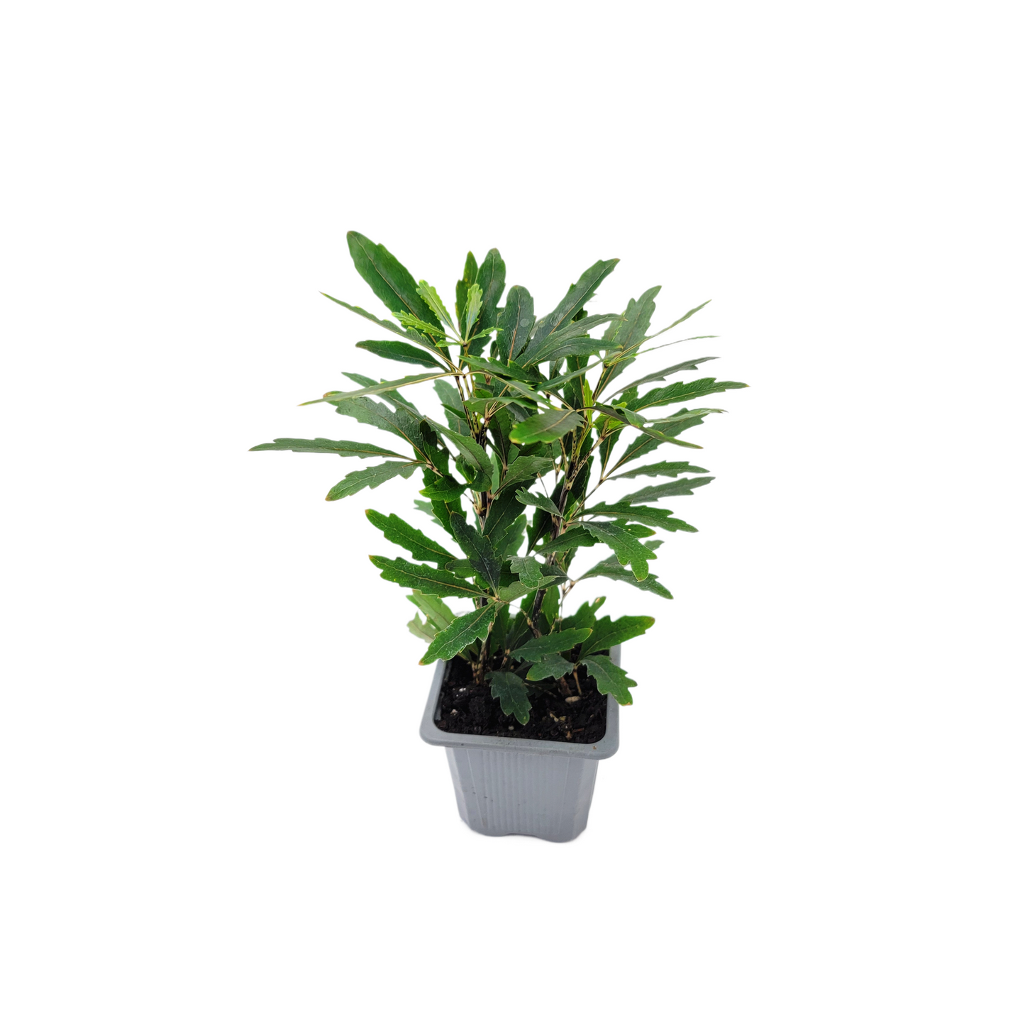 2-PK of False Aralia - Schefflera Elegantissima Live Plant in 3-inch Pot, Elegant Finger Leaf Tropical Houseplant (2 Count)