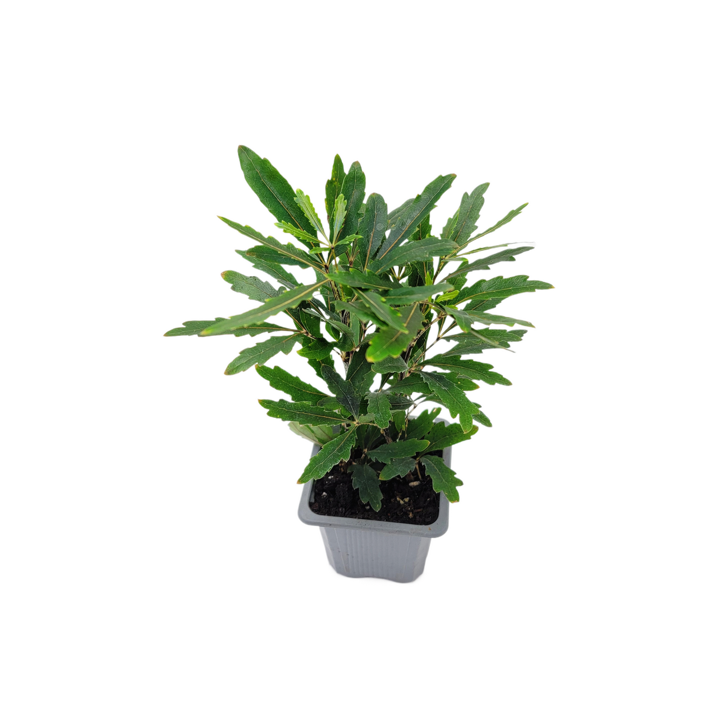 10-PK of False Aralia - Schefflera Elegantissima Live Plant in 3-inch Pot, Elegant Finger Leaf Tropical Houseplant (10 Count)