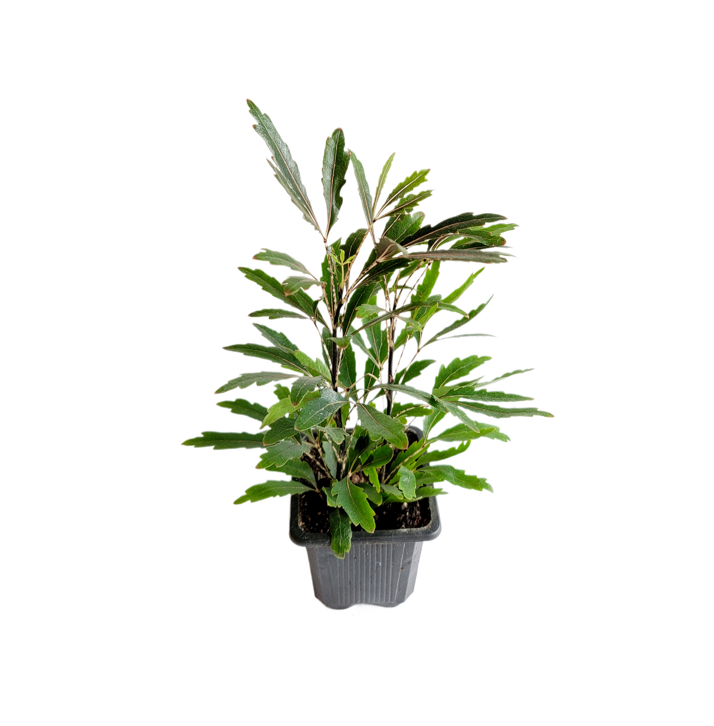 2-PK of False Aralia - Schefflera Elegantissima Live Plant in 3-inch Pot, Elegant Finger Leaf Tropical Houseplant (2 Count)