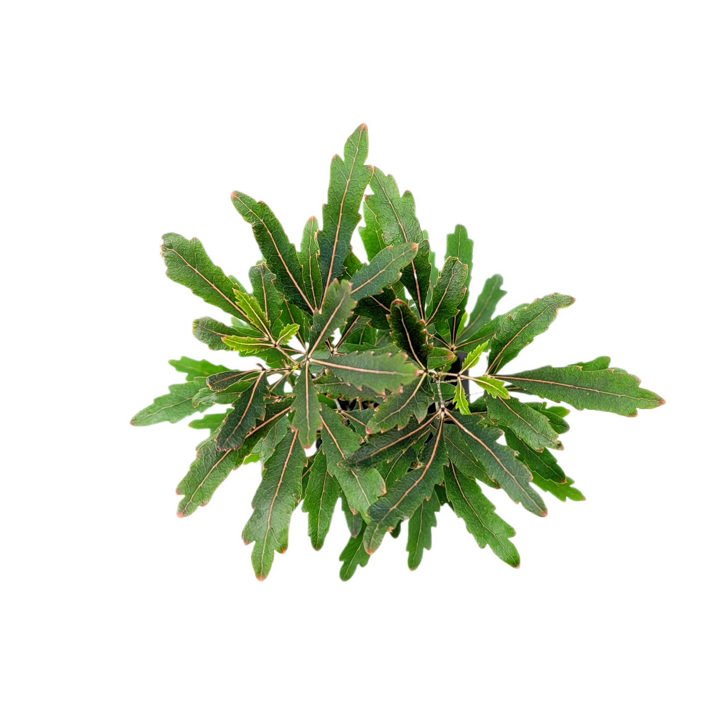 2-PK of False Aralia - Schefflera Elegantissima Live Plant in 3-inch Pot, Elegant Finger Leaf Tropical Houseplant (2 Count)