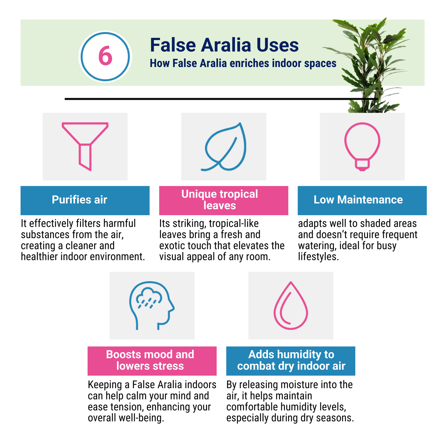 2-PK of False Aralia - Schefflera Elegantissima Live Plant in 3-inch Pot, Elegant Finger Leaf Tropical Houseplant (2 Count)
