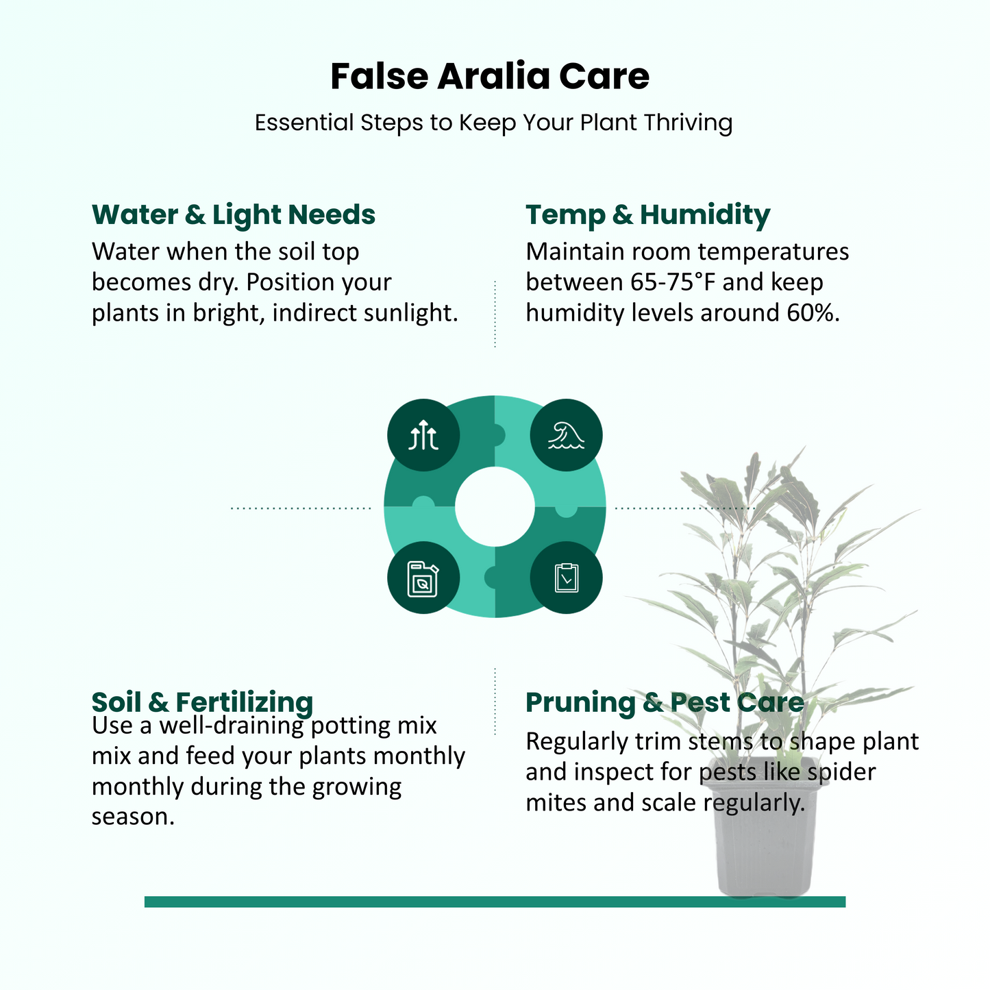 2-PK of False Aralia - Schefflera Elegantissima Live Plant in 3-inch Pot, Elegant Finger Leaf Tropical Houseplant (2 Count)