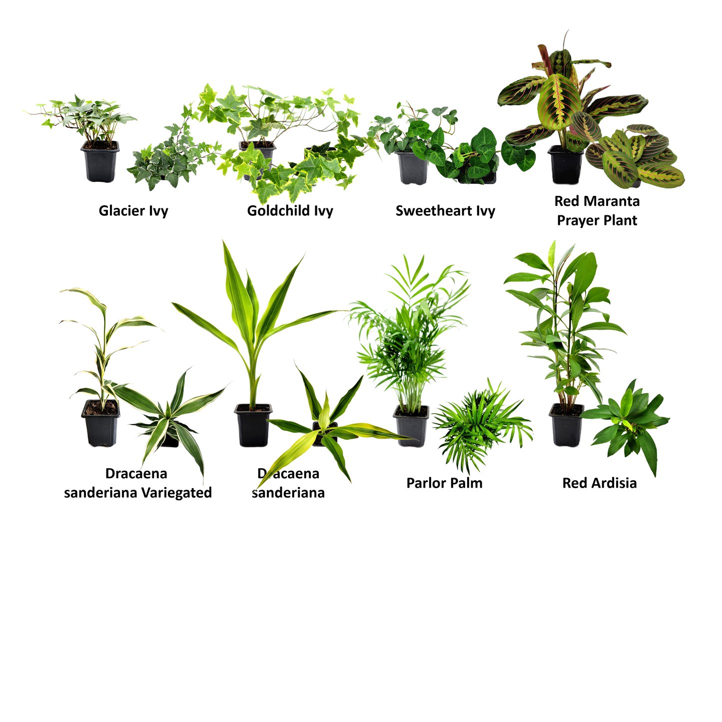 10PK 3”-Pot Live Plant Collection, No Duplicates for up to Two Packs (20 Plants), Live Indoor Houseplants, Live House Plants, Easy to Grow, Indoor Gardening, Home Décor, Office Décor, Gifts