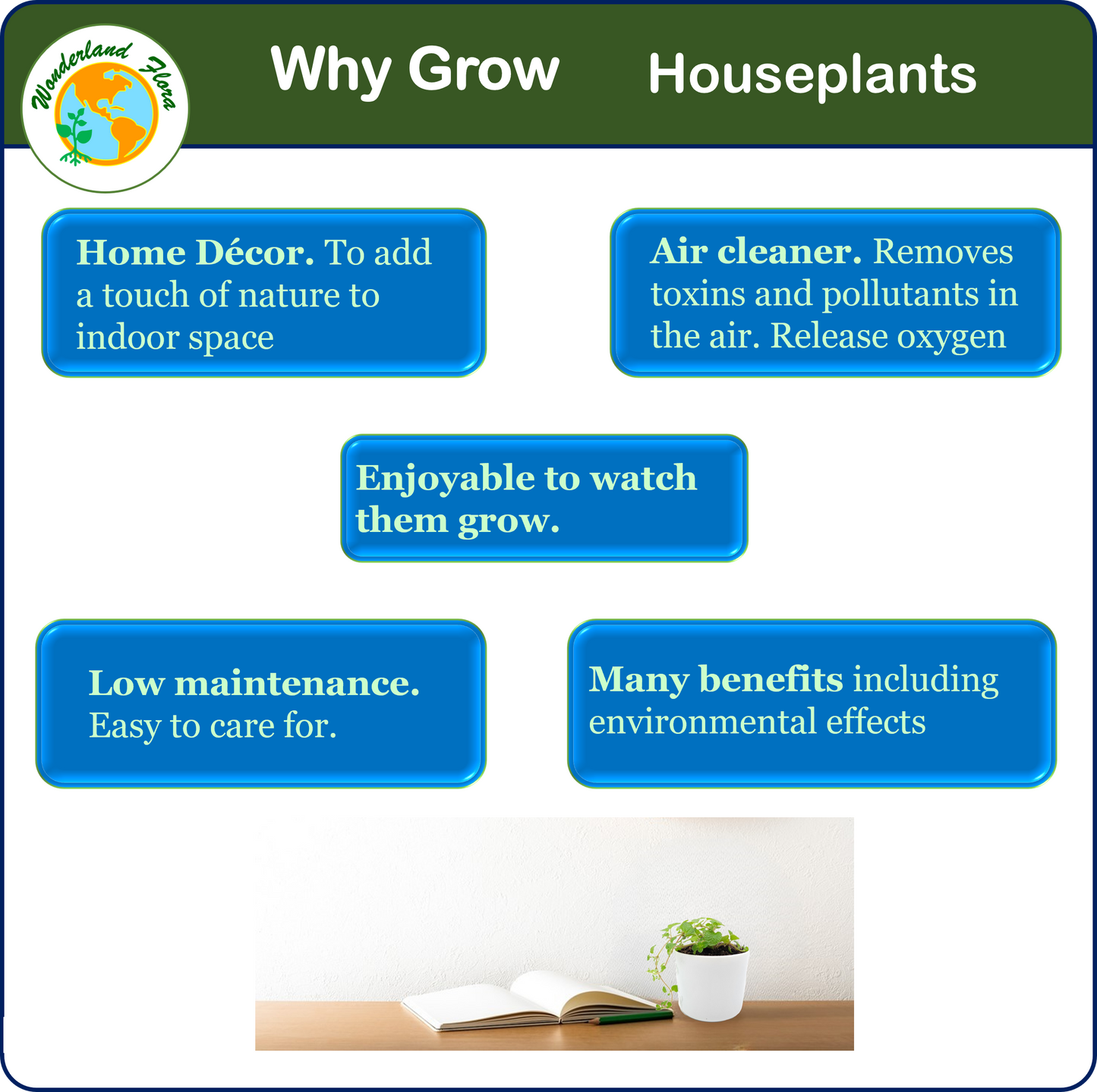 10PK 3”-Pot Live Plant Collection, No Duplicates for up to Two Packs (20 Plants), Live Indoor Houseplants, Live House Plants, Easy to Grow, Indoor Gardening, Home Décor, Office Décor, Gifts