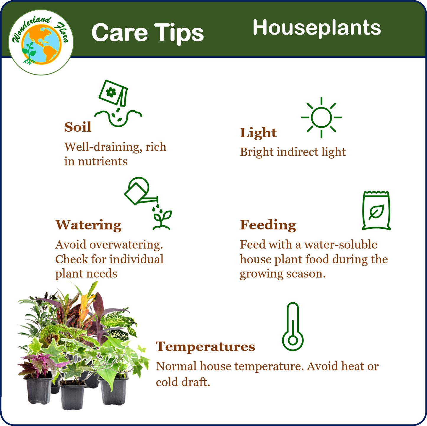 10PK 3”-Pot Live Plant Collection, No Duplicates for up to Two Packs (20 Plants), Live Indoor Houseplants, Live House Plants, Easy to Grow, Indoor Gardening, Home Décor, Office Décor, Gifts