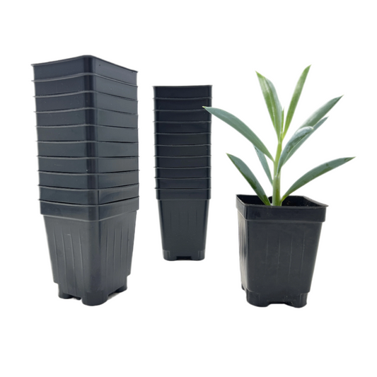 100-Pack Deep 3-Inch Square Nursery Pots with Drainage Holes - Extra Tall Seed Starting Containers for Succulents, Herbs, Cuttings, and Seedlings