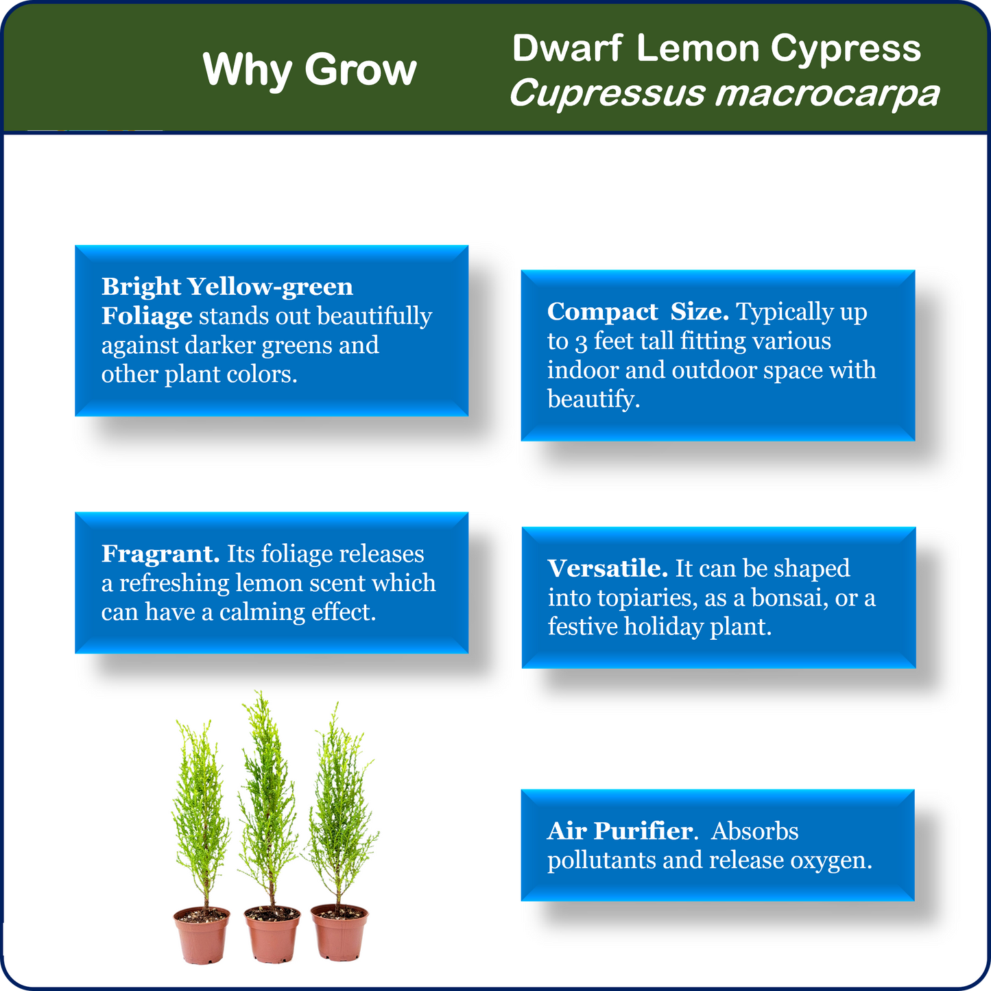 3-PK Live Dwarf Lemon Cypress, Cupressus macrocarpa ‘Goldcrest Wilma,’ Live Indoor Tree, Houseplant, Garden Plant, Fragrant Plant, 2.5-in Pot