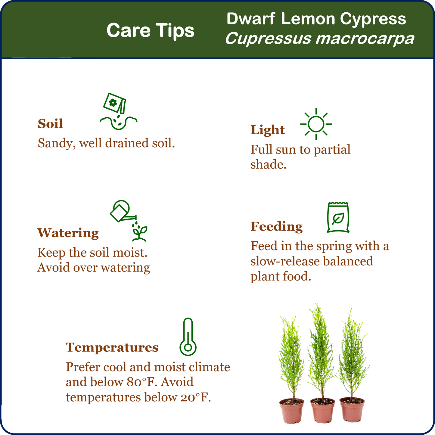 3-PK Live Dwarf Lemon Cypress, Cupressus macrocarpa ‘Goldcrest Wilma,’ Live Indoor Tree, Houseplant, Garden Plant, Fragrant Plant, 2.5-in Pot