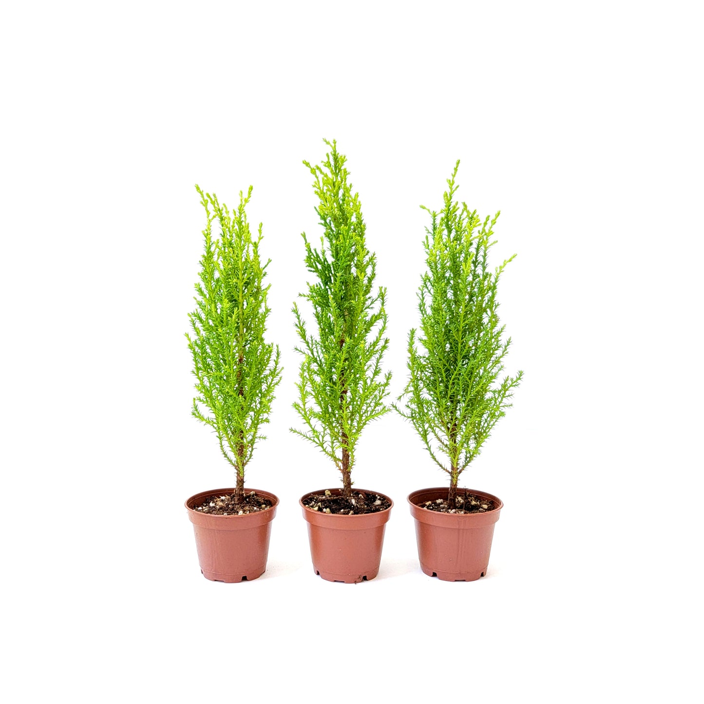 3-PK Live Dwarf Lemon Cypress, Cupressus macrocarpa ‘Goldcrest Wilma,’ Live Indoor Tree, Houseplant, Garden Plant, Fragrant Plant, 2.5-in Pot