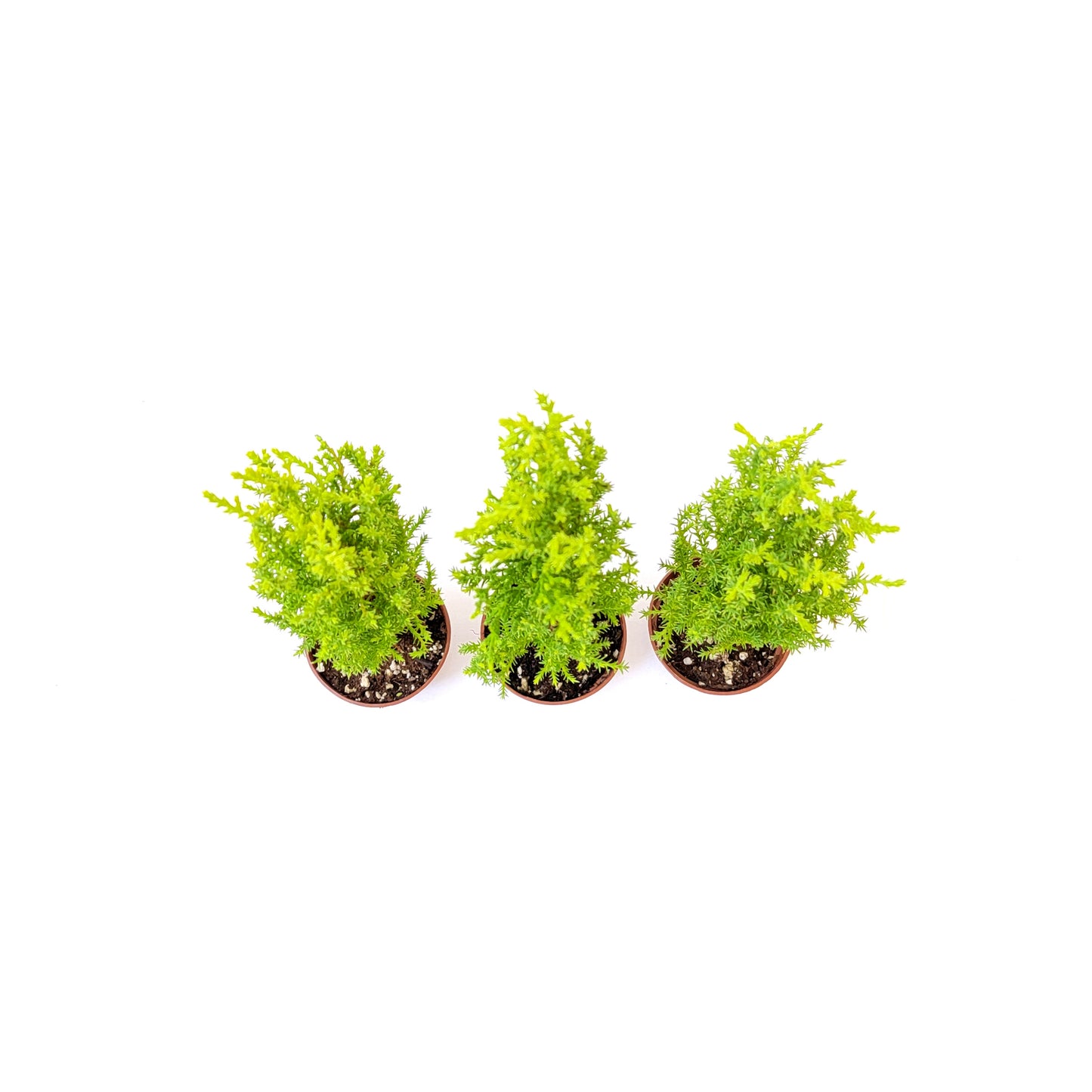 3-PK Live Dwarf Lemon Cypress, Cupressus macrocarpa ‘Goldcrest Wilma,’ Live Indoor Tree, Houseplant, Garden Plant, Fragrant Plant, 2.5-in Pot