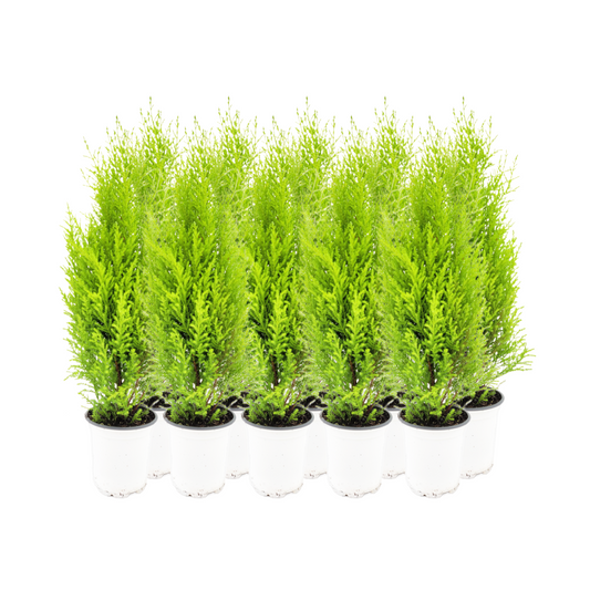 10-PK Live Dwarf Lemon Cypress, Cupressus macrocarpa ‘Goldcrest Wilma,’ Live Indoor Tree, Houseplant, Garden Plant, Fragrant Plant, 4.5-in Pots