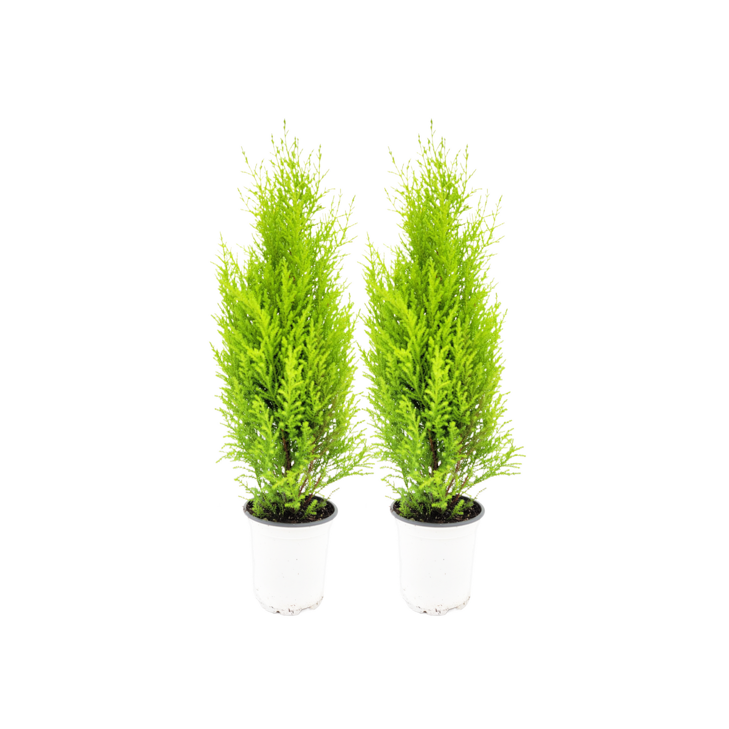 2-PK Live Dwarf Lemon Cypress, Cupressus macrocarpa ‘Goldcrest Wilma,’ Live Indoor Tree, Houseplant, Garden Plant, Fragrant Plant, 4.5-in Pots