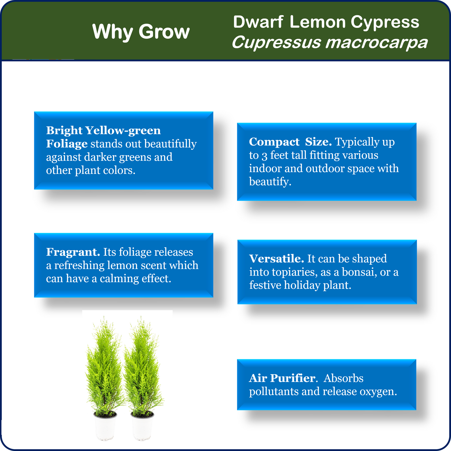 2-PK Live Dwarf Lemon Cypress, Cupressus macrocarpa ‘Goldcrest Wilma,’ Live Indoor Tree, Houseplant, Garden Plant, Fragrant Plant, 4.5-in Pots