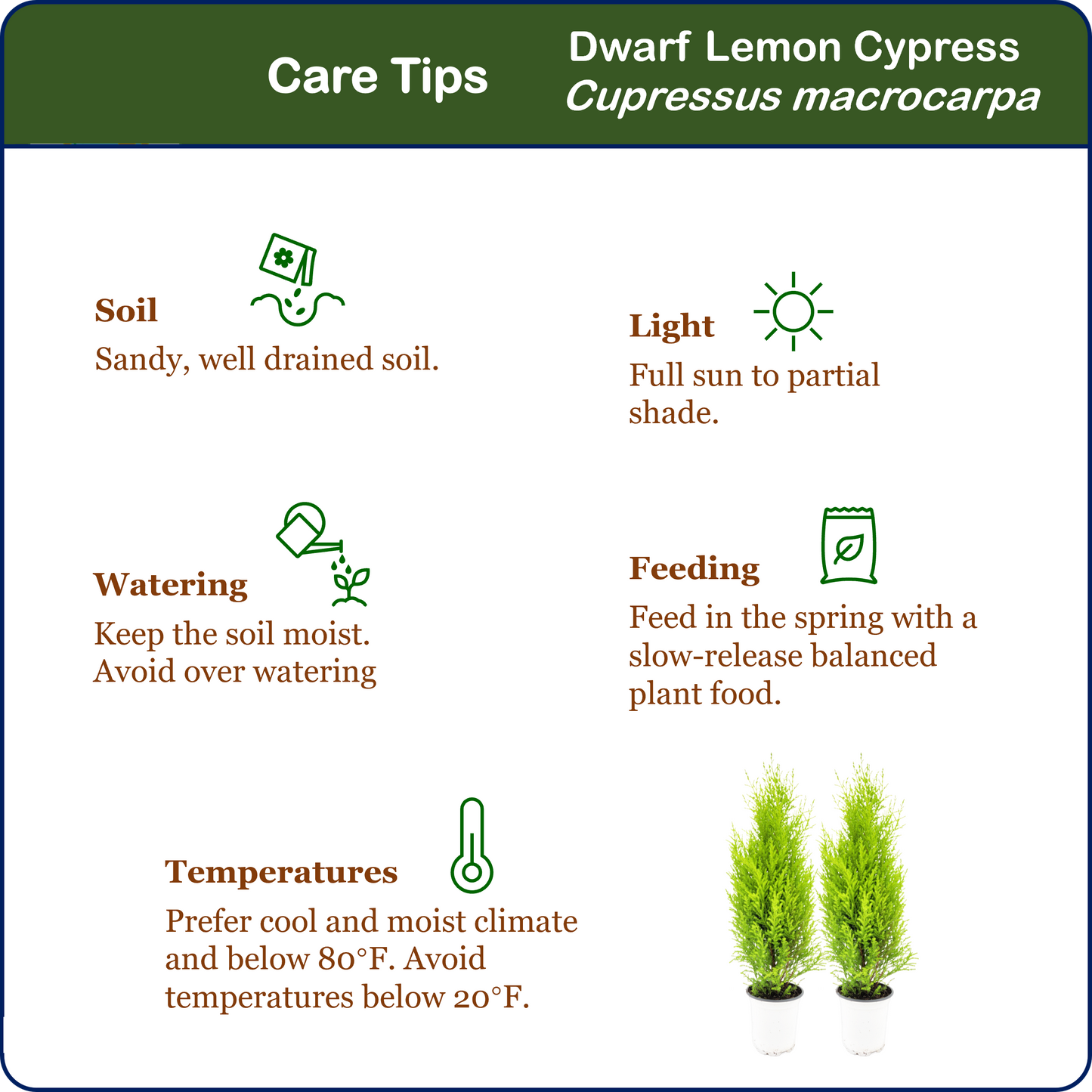 2-PK Live Dwarf Lemon Cypress, Cupressus macrocarpa ‘Goldcrest Wilma,’ Live Indoor Tree, Houseplant, Garden Plant, Fragrant Plant, 4.5-in Pots