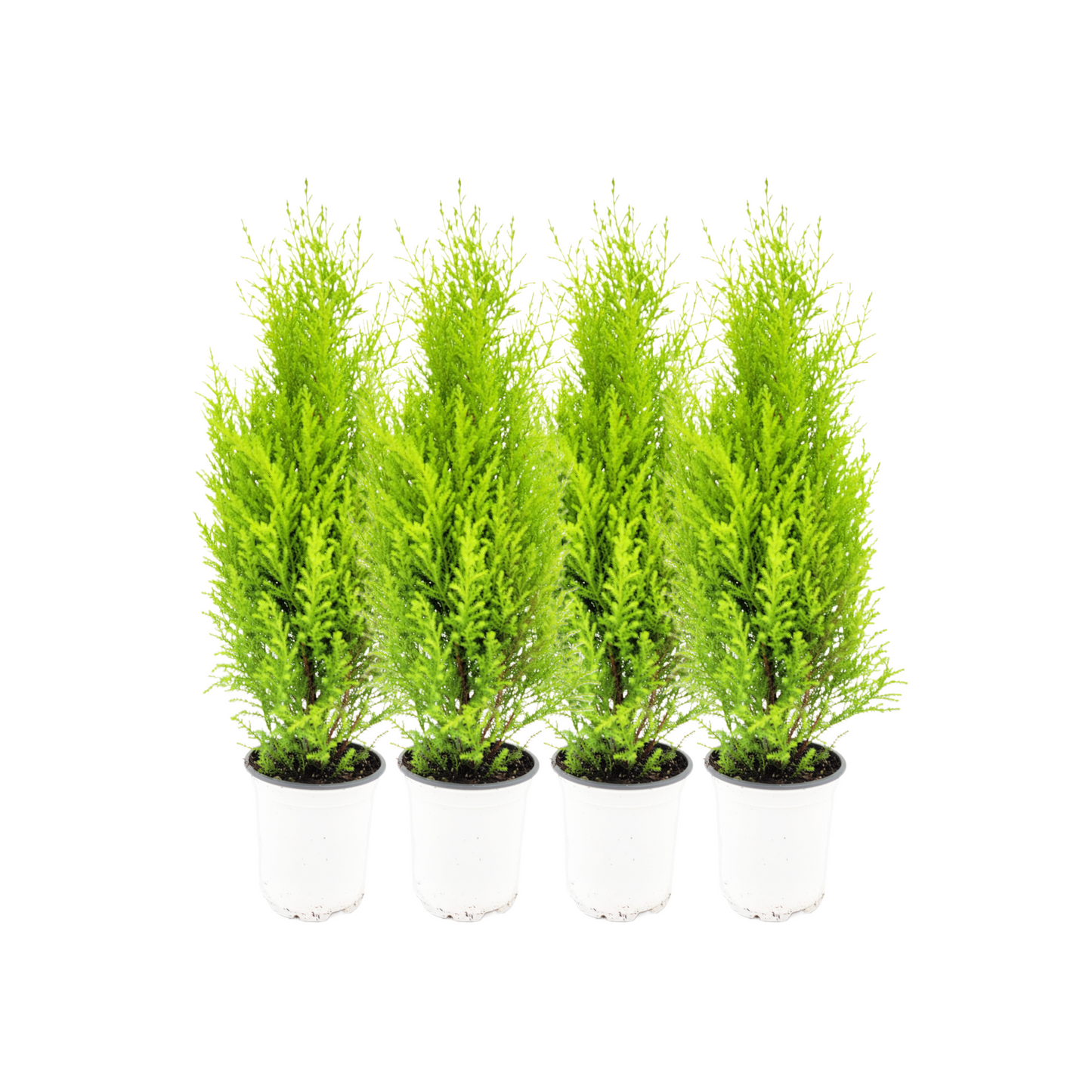 4-PK Live Dwarf Lemon Cypress, Cupressus macrocarpa ‘Goldcrest Wilma,’ Live Indoor Tree, Houseplant, Garden Plant, Fragrant Plant, 4.5-in Pots