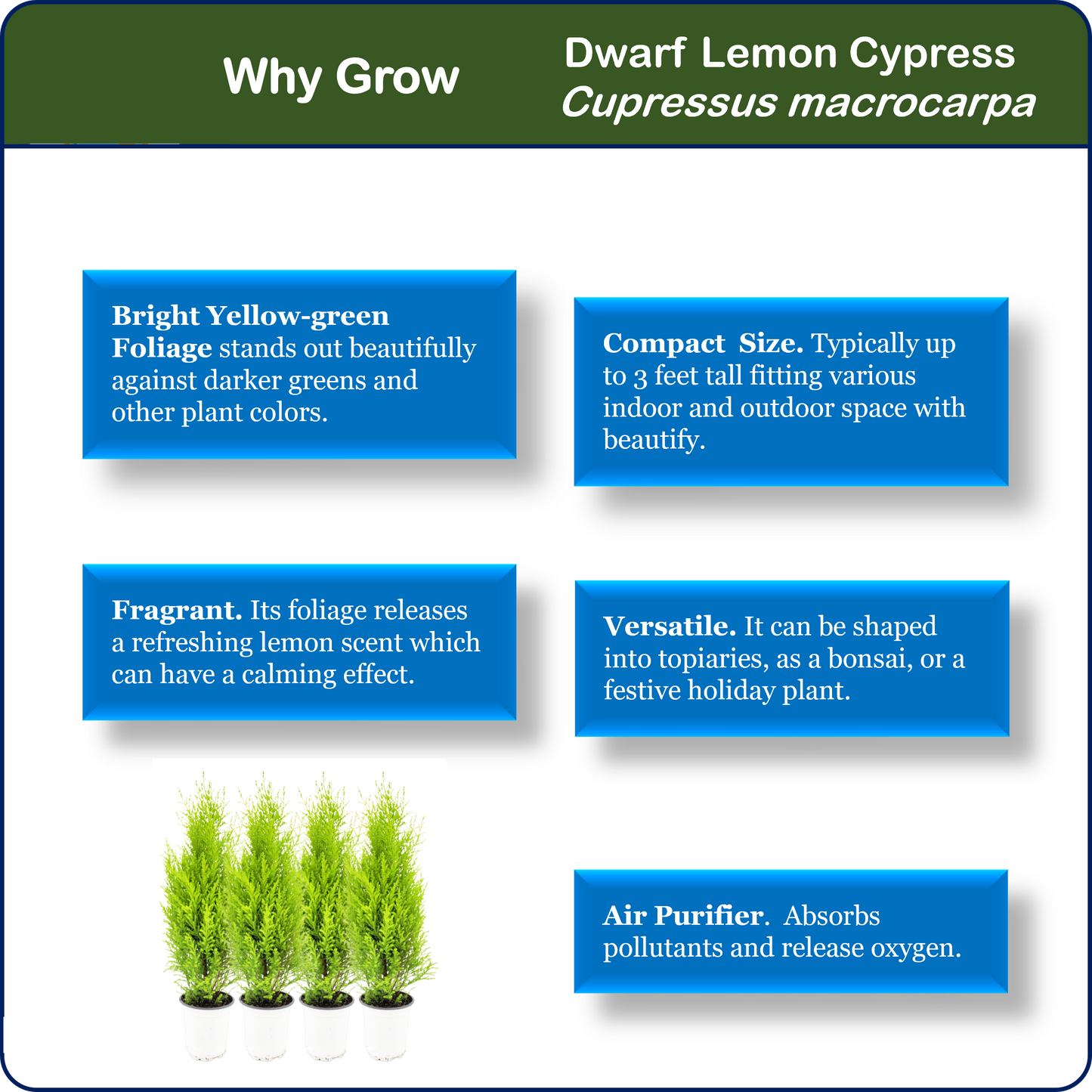 4-PK Live Dwarf Lemon Cypress, Cupressus macrocarpa ‘Goldcrest Wilma,’ Live Indoor Tree, Houseplant, Garden Plant, Fragrant Plant, 4.5-in Pots