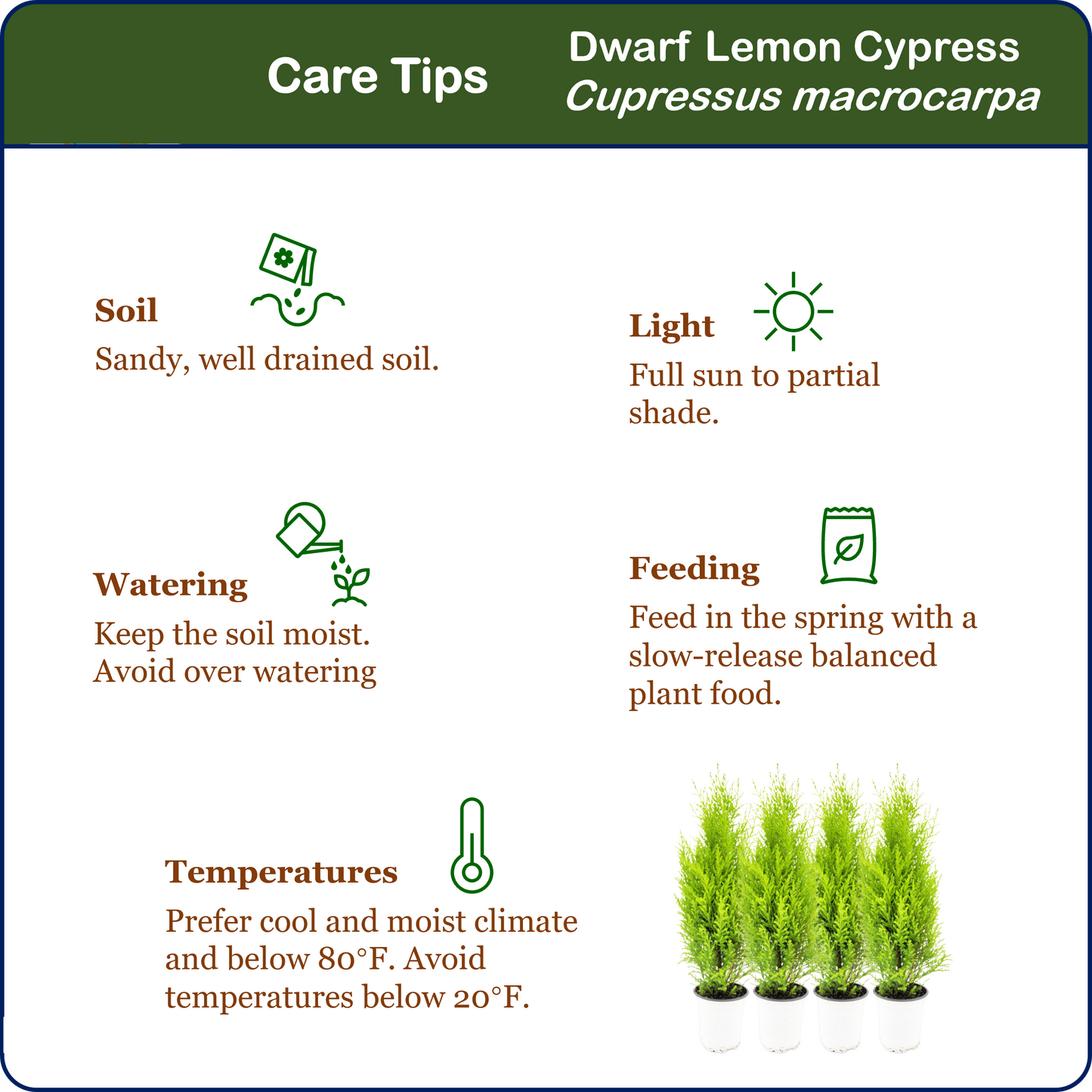 4-PK Live Dwarf Lemon Cypress, Cupressus macrocarpa ‘Goldcrest Wilma,’ Live Indoor Tree, Houseplant, Garden Plant, Fragrant Plant, 4.5-in Pots