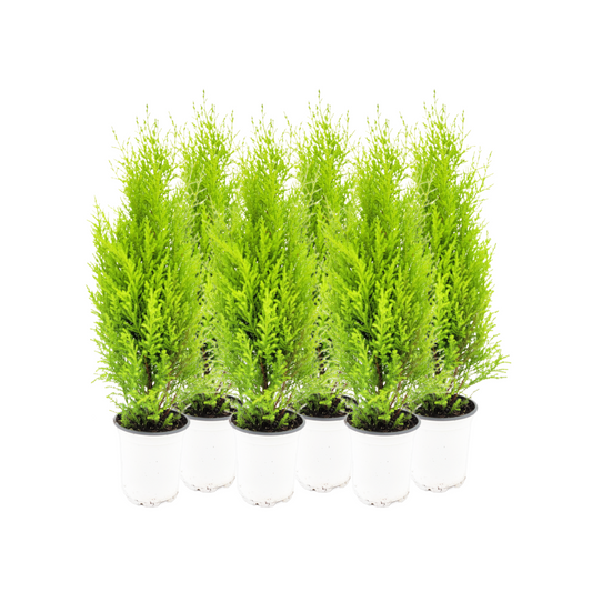 6-PK Live Dwarf Lemon Cypress, Cupressus macrocarpa ‘Goldcrest Wilma,’ Live Indoor Tree, Houseplant, Garden Plant, Fragrant Plant, 4.5-in Pots