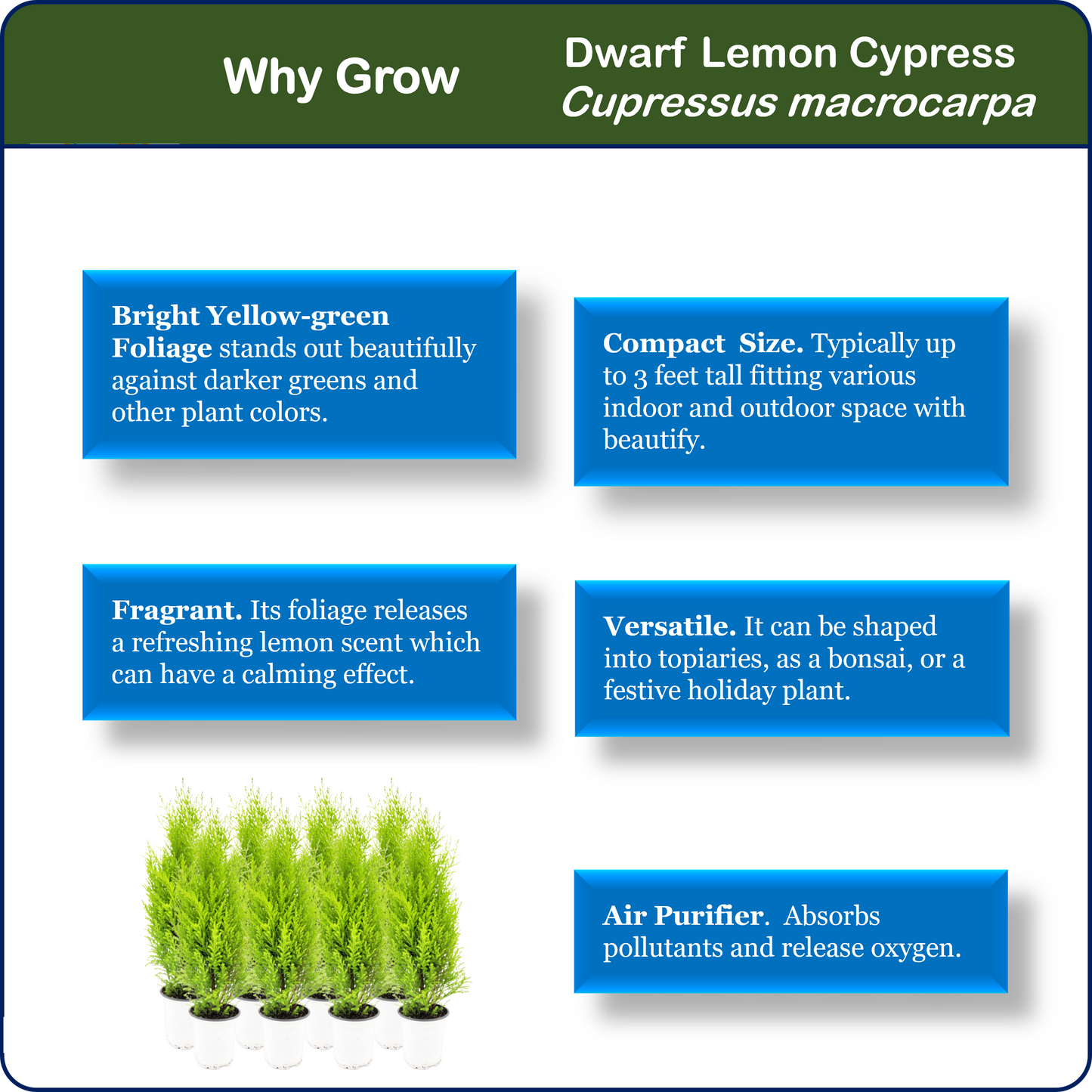 8-PK Live Dwarf Lemon Cypress, Cupressus macrocarpa ‘Goldcrest Wilma,’ Live Indoor Tree, Houseplant, Garden Plant, Fragrant Plant, 4.5-in Pots