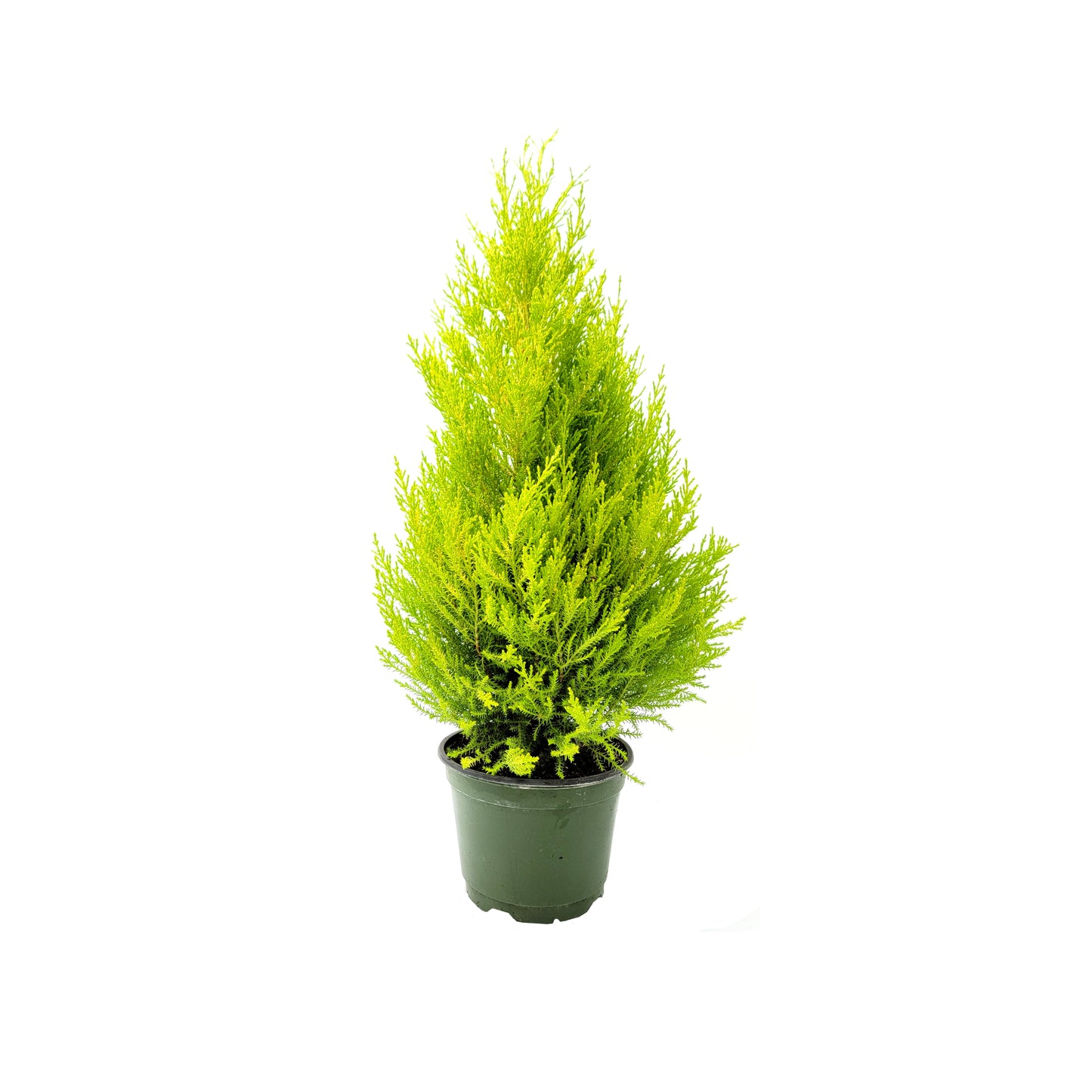Live Dwarf Lemon Cypress, Cupressus macrocarpa ‘Goldcrest Wilma,’ Live Indoor Tree, Houseplant, Garden Plant, Fragrant Plant, 6-in Pot