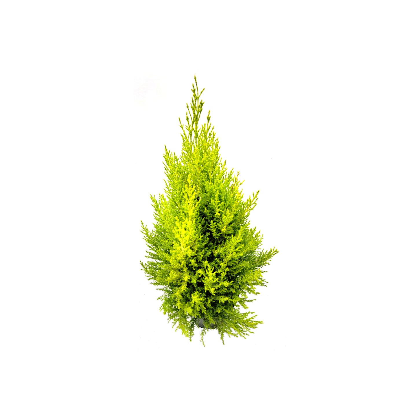 Live Dwarf Lemon Cypress, Cupressus macrocarpa ‘Goldcrest Wilma,’ Live Indoor Tree, Houseplant, Garden Plant, Fragrant Plant, 6-in Pot