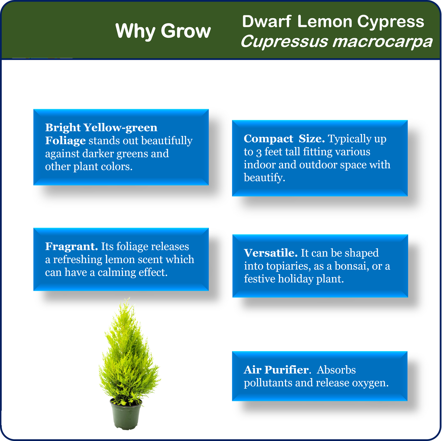 Live Dwarf Lemon Cypress, Cupressus macrocarpa ‘Goldcrest Wilma,’ Live Indoor Tree, Houseplant, Garden Plant, Fragrant Plant, 6-in Pot