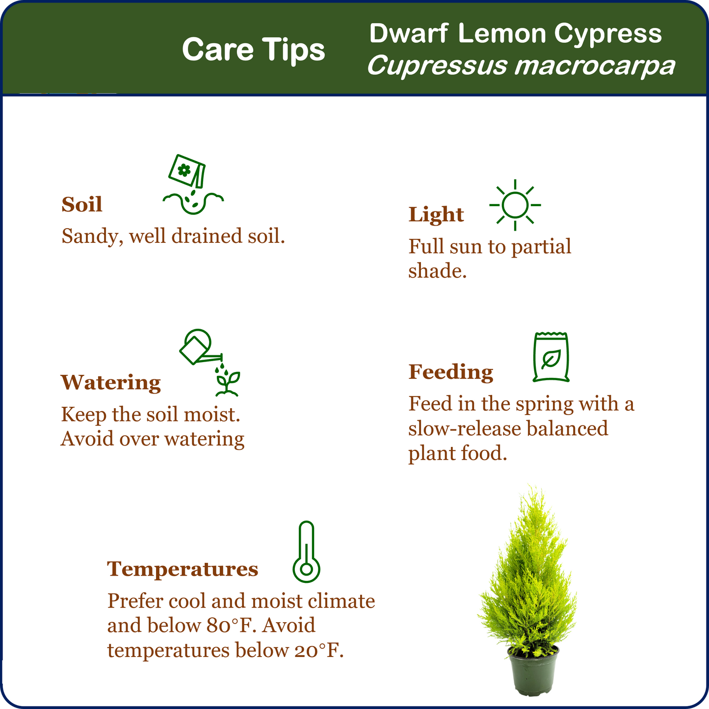 Live Dwarf Lemon Cypress, Cupressus macrocarpa ‘Goldcrest Wilma,’ Live Indoor Tree, Houseplant, Garden Plant, Fragrant Plant, 6-in Pot