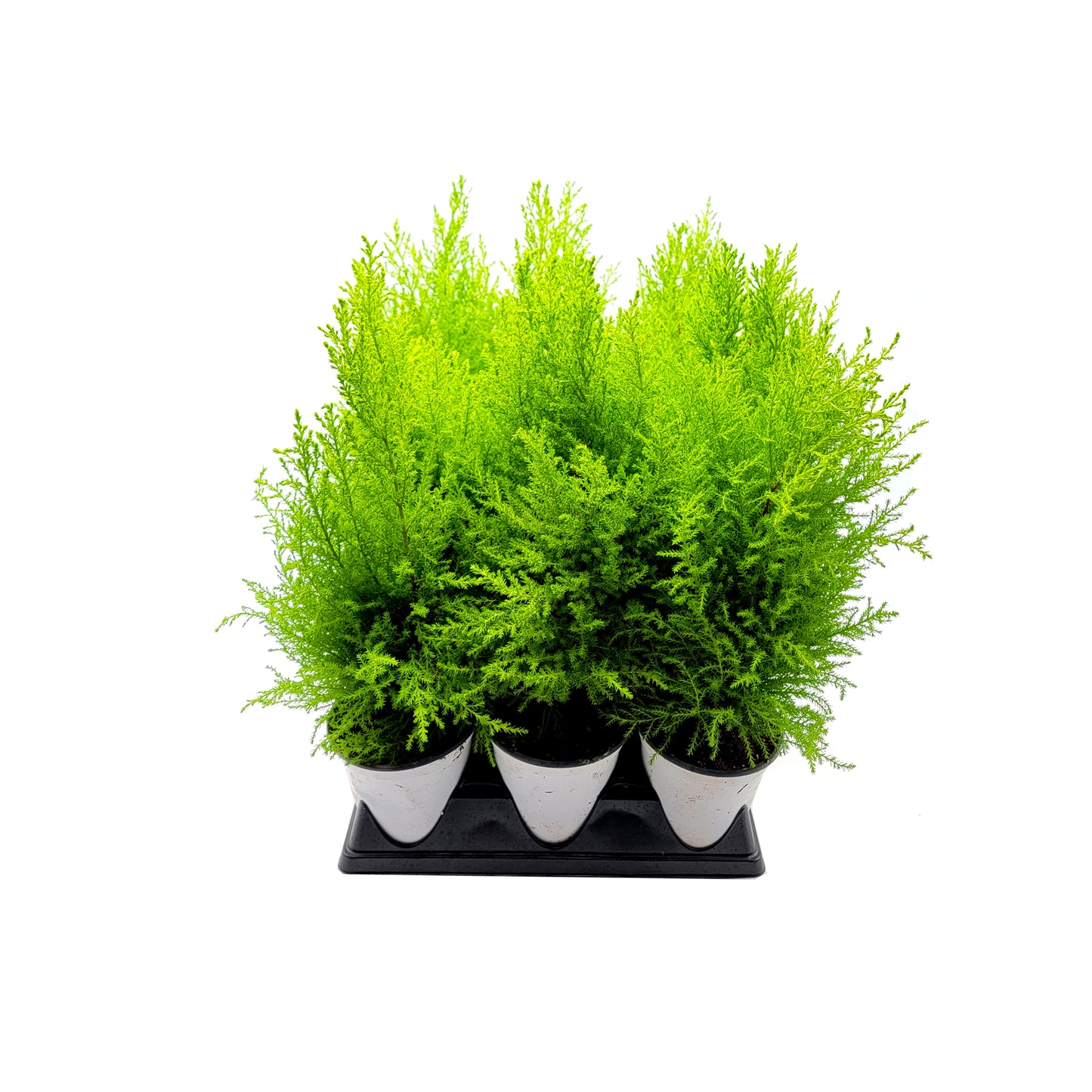 6-PK Live Dwarf Lemon Cypress, Cupressus macrocarpa ‘Goldcrest Wilma,’ Live Indoor Tree, Houseplant, Garden Plant, Fragrant Plant, 4.5-in Pots