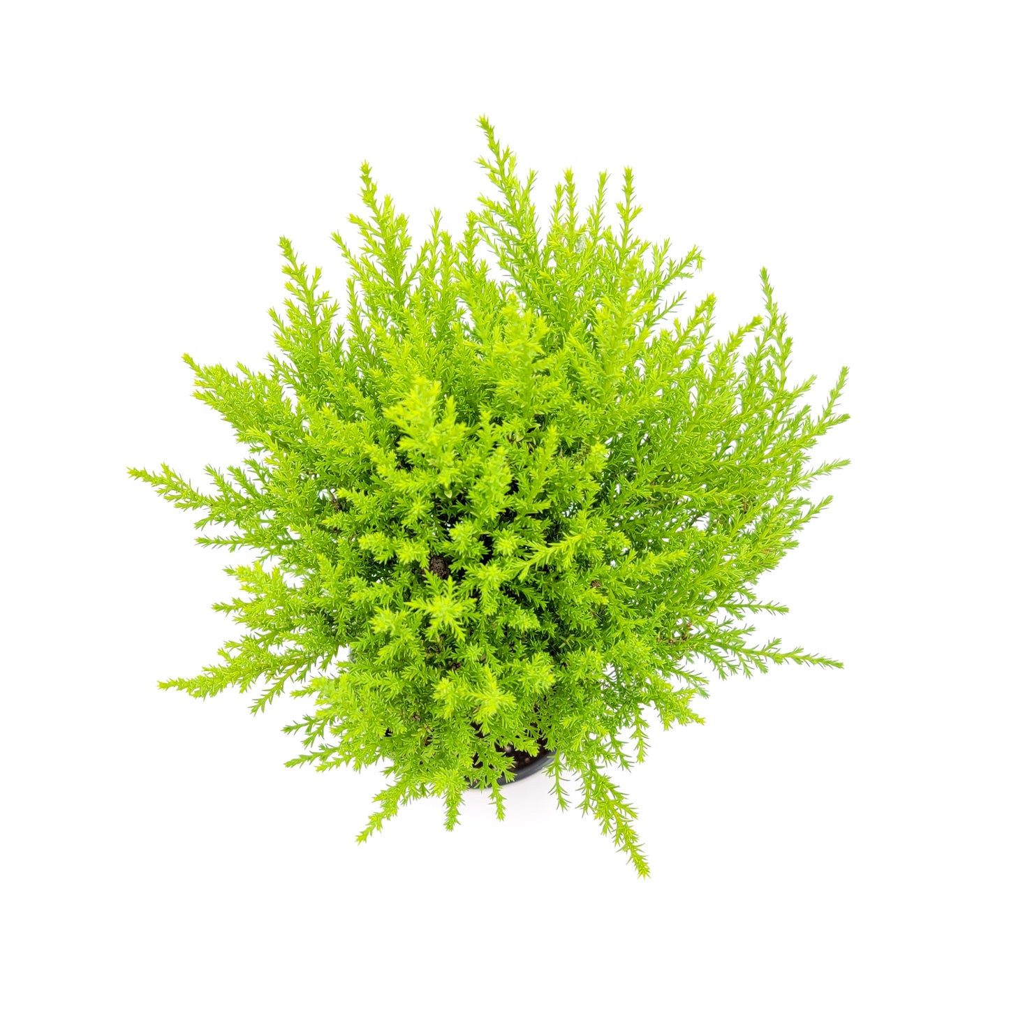 Topiary of Live Dwarf Lemon Cypress, Cupressus macrocarpa ‘Goldcrest Wilma,’ Live Indoor Tree, Houseplant, Garden Plant, Fragrant Plant, 4.5-in Pot