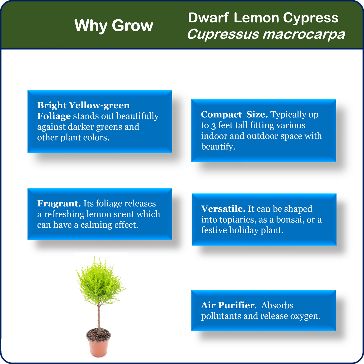 Topiary of Live Dwarf Lemon Cypress, Cupressus macrocarpa ‘Goldcrest Wilma,’ Live Indoor Tree, Houseplant, Garden Plant, Fragrant Plant, 4.5-in Pot