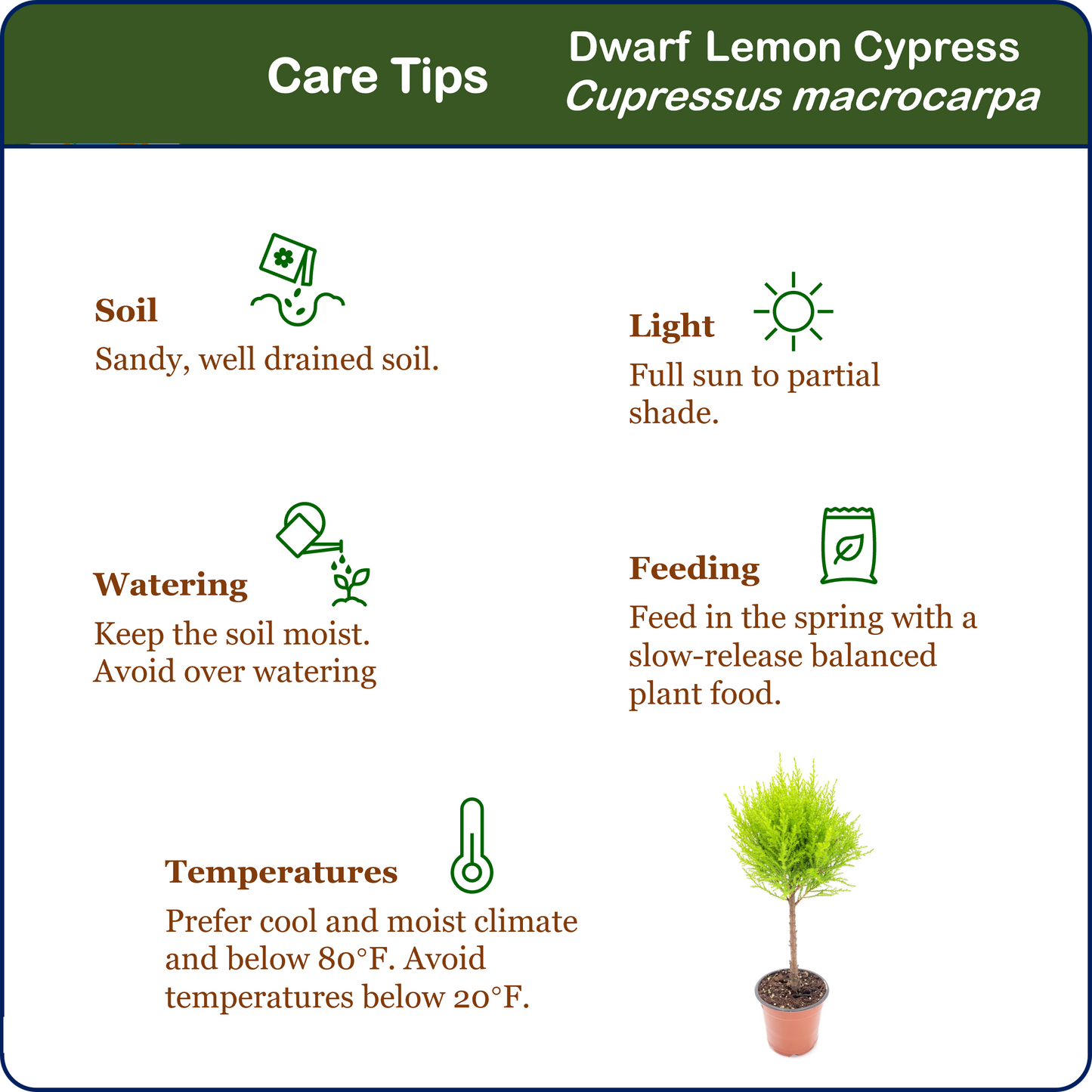 Topiary of Live Dwarf Lemon Cypress, Cupressus macrocarpa ‘Goldcrest Wilma,’ Live Indoor Tree, Houseplant, Garden Plant, Fragrant Plant, 4.5-in Pot
