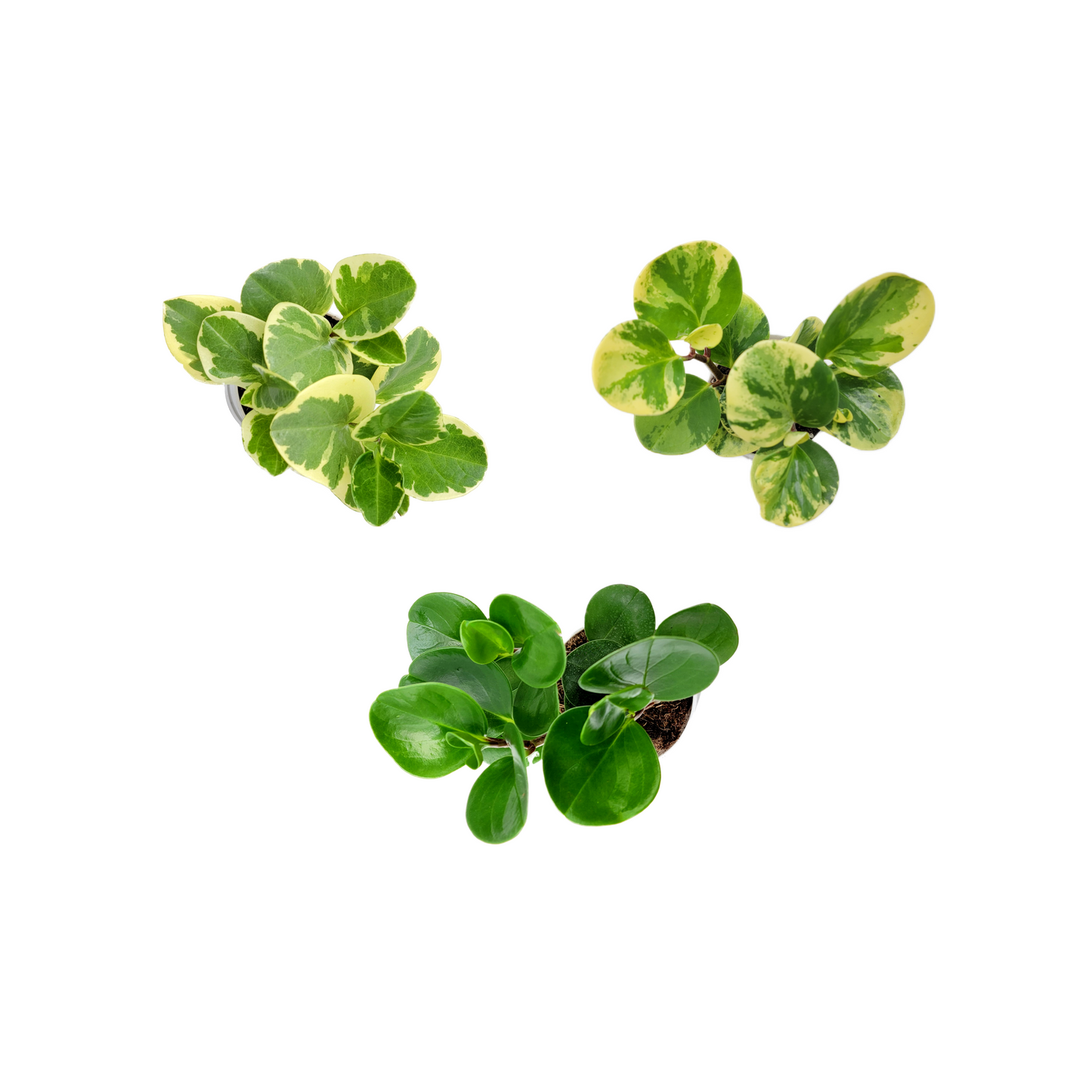 Three varieties of Peperomia obtusifolia, Baby Rubber Plant, Live Indoor houseplants, Air Purifier, Nontoxic to Humans and Pets, Foliage Plant, Succulent - 4” Décor Pots