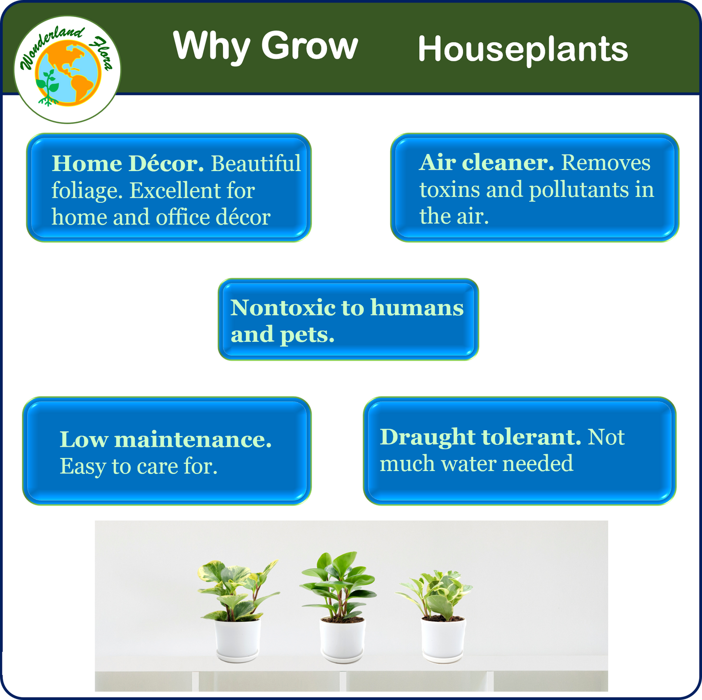 Three varieties of Peperomia obtusifolia, Baby Rubber Plant, Live Indoor houseplants, Air Purifier, Nontoxic to Humans and Pets, Foliage Plant, Succulent - 4” Décor Pots