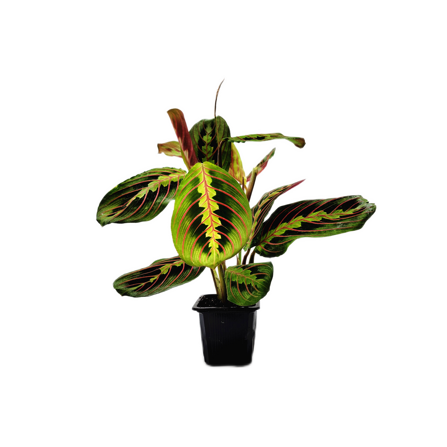 10-PK of Prayer Plant Red Maranta (10 Count) – Colorful Foliage Houseplant in 3-inch Pots for Indoor Plant Collection, Pet Safe