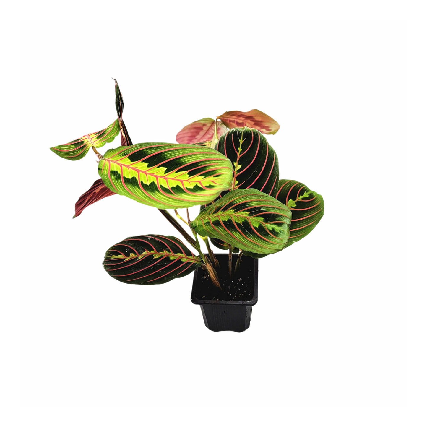 10-PK of Prayer Plant Red Maranta (10 Count) – Colorful Foliage Houseplant in 3-inch Pots for Indoor Plant Collection, Pet Safe
