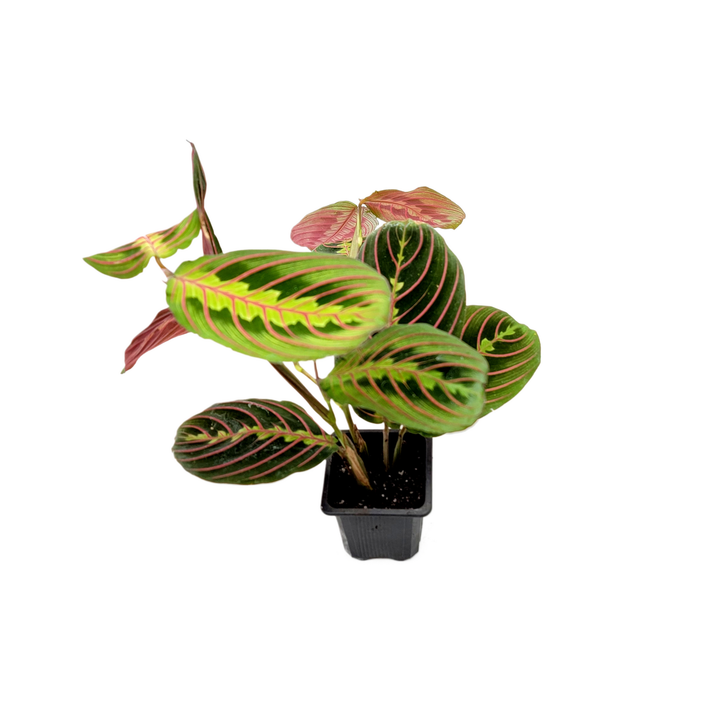 10-PK of Prayer Plant Red Maranta (10 Count) – Colorful Foliage Houseplant in 3-inch Pots for Indoor Plant Collection, Pet Safe