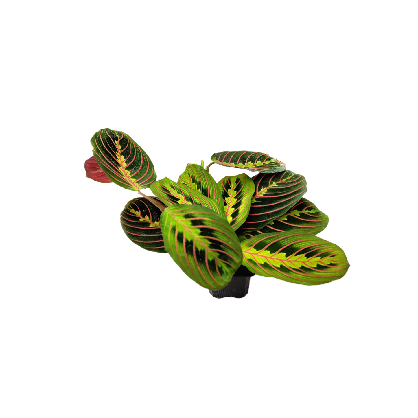 10-PK of Prayer Plant Red Maranta (10 Count) – Colorful Foliage Houseplant in 3-inch Pots for Indoor Plant Collection, Pet Safe