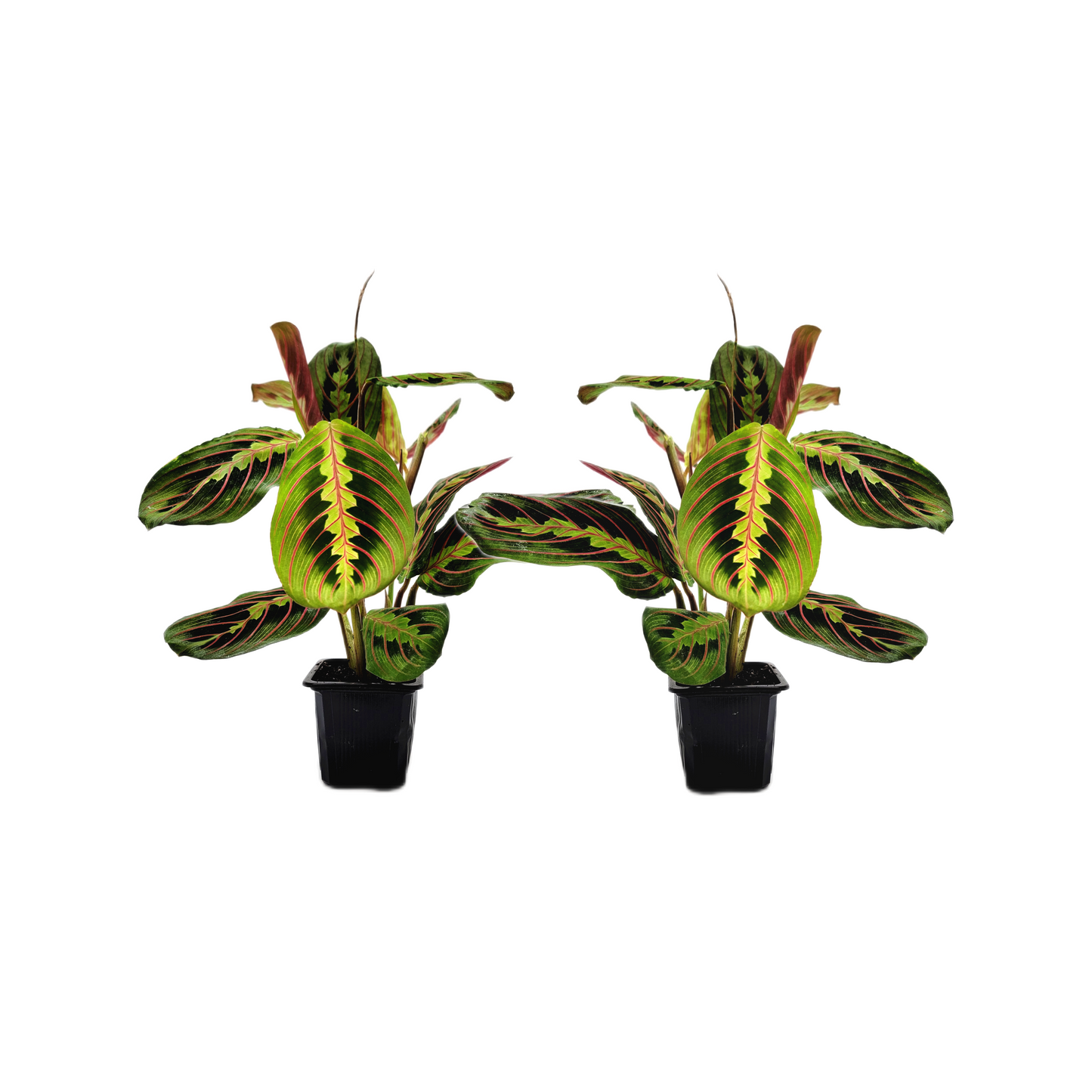 10-PK of Prayer Plant Red Maranta (10 Count) – Colorful Foliage Houseplant in 3-inch Pots for Indoor Plant Collection, Pet Safe
