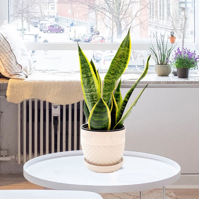 Snake Plant, Variety of Laurentii, Beautiful Foliage, Low Maintenance, Ability to Stay with Low Light, Air Cleaner, Converts CO2 to Oxygen in the Dark, Excellent for Bedrooms, 6” Décor Pot