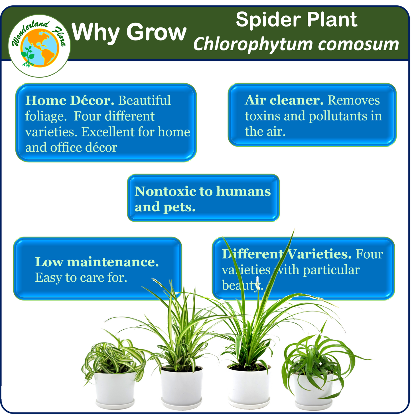 4PK Spider Plants in 4-inch Pots, Living Indoor Plant, Houseplant, Air Purifier, Hanging Basket, Home and Office Decor, Human and Pet Friendly, Foliage Plant, Plant Gift